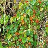 Plants: image 74 Of 131 Thumb